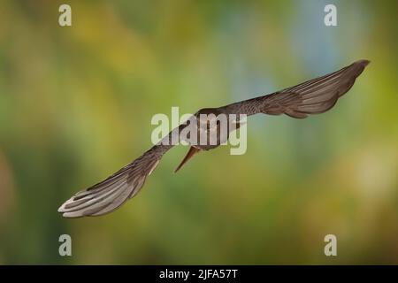 Black Redstart (Phoenicurus ochruros) female in flight, Thuringia, Germany Stock Photo