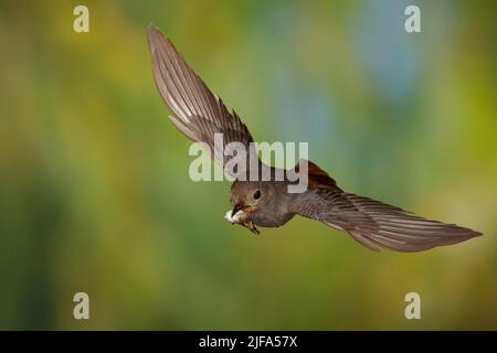 Black Redstart (Phoenicurus ochruros) female in flight with droppings from the nestlings, Thuringia, Germany Stock Photo