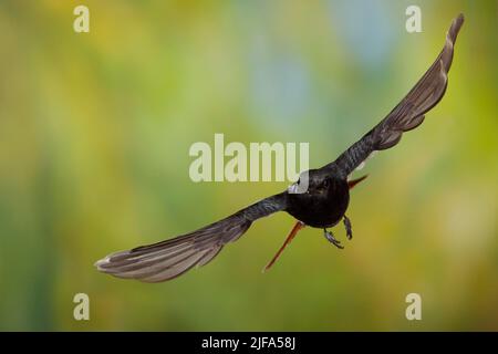 Black Redstart (Phoenicurus ochruros) male in flight, Thuringia, Germany Stock Photo