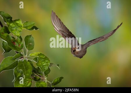 Black Redstart (Phoenicurus ochruros) female in flight with food, Thuringia, Germany Stock Photo