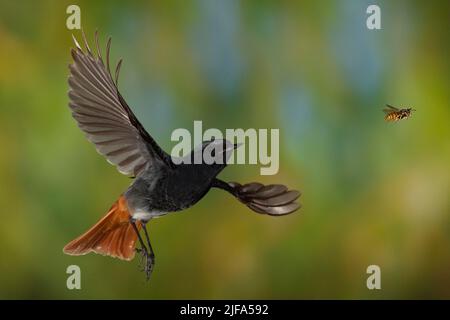 Black Redstart (Phoenicurus ochruros) male in flight pursuing wasp, Thuringia, Germany Stock Photo