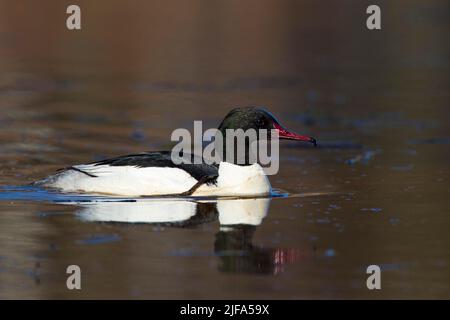 Goosander (Mergus merganser), male swimming, Kainuu, Finland Stock Photo