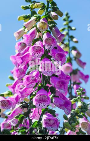 Common foxglove (Digitalis purpurea), Allgaeu, Bavaria, Germany Stock ...