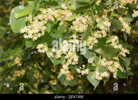 Lime blossoms of summer linden (Tilia plathyphyllos) Stock Photo