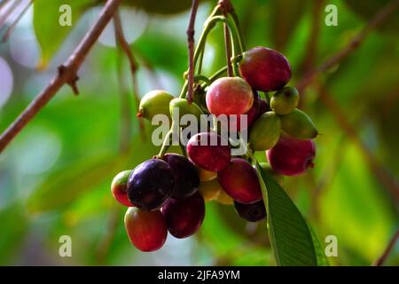 Indian Farmers Picks Jamun (Black Plums) Fruit from a farm in the Outskirts of Pushkar, Rajasthan, India on June 28, 2022. Photo by ABACAPRESS.COM Stock Photo