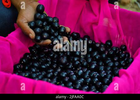 Indian Farmers Picks Jamun (Black Plums) Fruit from a farm in the Outskirts of Pushkar, Rajasthan, India on June 28, 2022. Photo by ABACAPRESS.COM Stock Photo