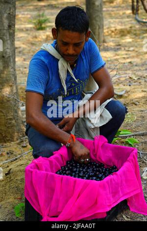 Indian Farmers Picks Jamun (Black Plums) Fruit from a farm in the Outskirts of Pushkar, Rajasthan, India on June 28, 2022. Photo by ABACAPRESS.COM Stock Photo