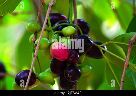 Indian Farmers Picks Jamun (Black Plums) Fruit from a farm in the Outskirts of Pushkar, Rajasthan, India on June 28, 2022. Photo by ABACAPRESS.COM Stock Photo