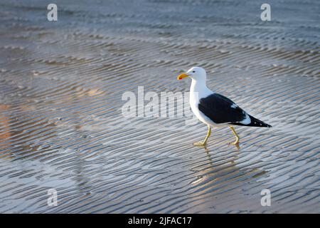 Lone seagull on rippled beach sand Stock Photo