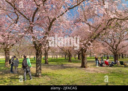 Cherry blossom in the baroque garden of Schwetzingen Palace, Schwetzingen, Baden-Wuerttemberg, Germany Stock Photo