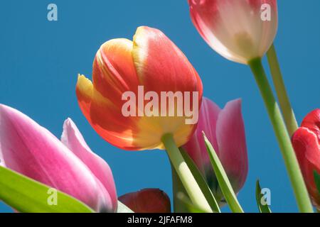 Red yellow tulip against a blue background Stock Photo