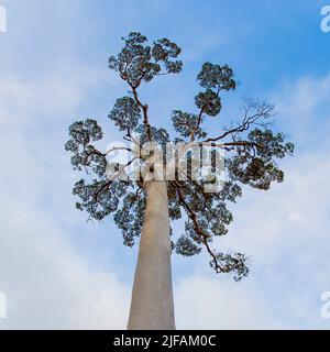 The crown of the giant tree Koompassia excelsa (also known as Tualang or Mengaris) from Tabin, Sabah, Borneo. Stock Photo