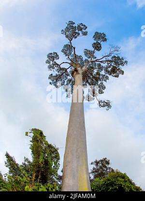 The crown of the giant tree Koompassia excelsa (also known as Tualang or Mengaris) from Tabin, Sabah, Borneo. Stock Photo