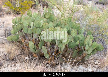 Engelmann prickly pear (Opuntia engelmannii) from the desert at Picketpost Mountain, The Superstitions, Arizona. Stock Photo