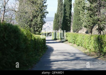 Narrow alley among thujas and bushes in summer Stock Photo
