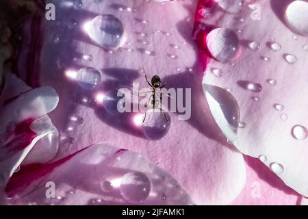 An ant walking on a peony with drops after the rain, in spring Stock Photo