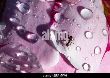 An ant walking on a peony with drops after the rain, in spring Stock Photo