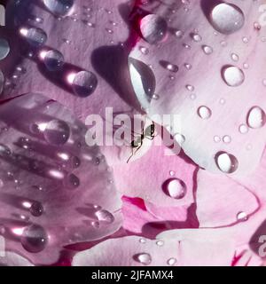 An ant walking on a peony with drops after the rain, in spring Stock Photo