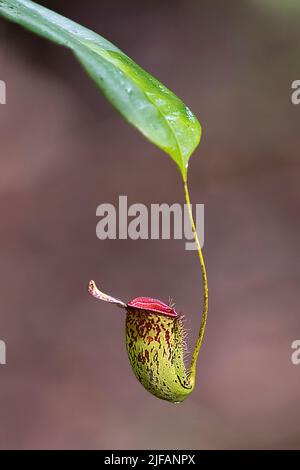 Young pitcher from the pitcher plant Nephentes rafflesiana in Tanjung Puting National Park, Kalimantan, Borneo, Indonesia. Stock Photo