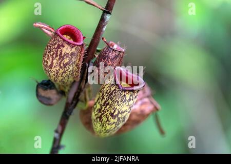 Young pitchers from the pitcher plant Nephentes rafflesiana in Tanjung Puting National Park, Kalimantan, Borneo, Indonesia. Stock Photo