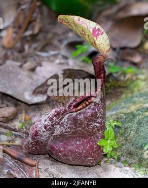 Lower pitcher from the pitcher plant Nephentes rafflesiana. Photo from Sepilok, Sabah, Borneo. Stock Photo