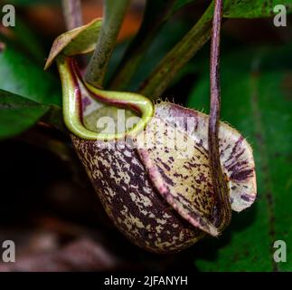 Piitcher of the pitcher plant Nephentes rafflesiana from Sepilok, Sabah, Borneo. Stock Photo