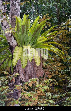 Bird's-nest fern (Asplidium sp.) from Deramakot Forest Reserve, Sabah, Borneo (Malaysia). Stock Photo