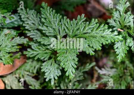 Spikemoss (Selaginella sp.) from the Amazon rainforest close to Cristalino River, Mato Grosso, Brazil. Stock Photo