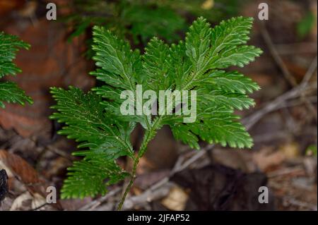 Spikemoss (Selaginella sp.) from the rainforest floor of Tabin, Sabah, Borneo (Malaysia). Stock Photo