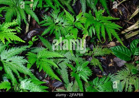 Spikemoss (Selaginella sp.) from the rainforest of Ecuador close to La Selva Junglelodge and Lake Garzacocha. Stock Photo