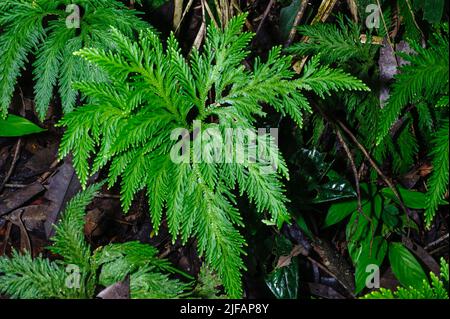 Spikemoss (Selaginella sp.) from the rainforest of Ecuador close to La Selva Junglelodge and Lake Garzacocha. Stock Photo