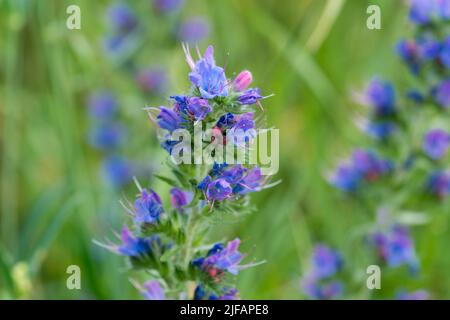 Echium vulgare, viper's bugloss blue flowers closeup selective focus Stock Photo