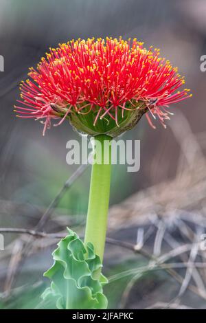 Paintbrush lily (Scadoxus puniceus) from Zimanga, South Africa. Stock Photo