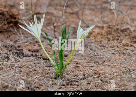 Spider lilly (Pancratium tenuifolium) from Kruger NP, South Africa. Stock Photo