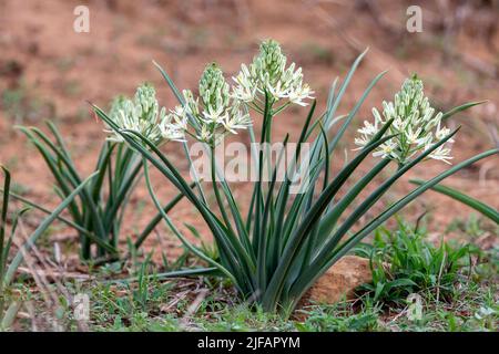 Albuca seineri (syn. Ornithogalum seineri) from Kruger NP, South Africa. Stock Photo