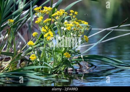 Marsh ragwort (Tephroseris palustris) from Vejlerne, northern Denmark. Stock Photo