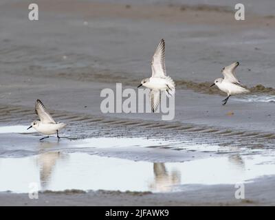 Sanderling (Calidris alba) group landing on a sandy beach at low tide, Chichester Harbour, West Sussex, UK, February. Stock Photo