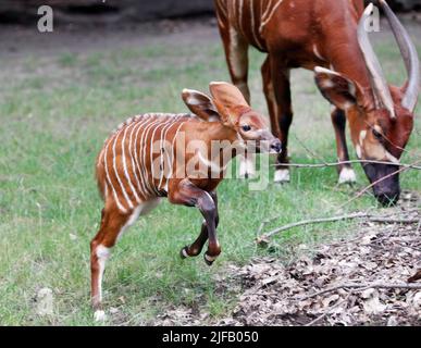 29 June 2022, North Rhine-Westphalia, Duisburg: The first baby bongo antelope, just a few weeks old, zooms through the outdoor enclosure next to its mother Uzuri. East African bongos live only in a small distribution area in Kenya. Experts estimate the population in the wild at around 70 to 80 animals. Photo: Roland Weihrauch/dpa Stock Photo