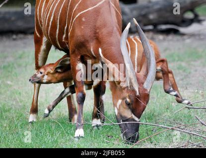 29 June 2022, North Rhine-Westphalia, Duisburg: The first baby bongo antelope, just a few weeks old, dashes through the outdoor enclosure under its mother Uzuri. East African bongos now live only in a small distribution area in Kenya. Experts estimate the population in the wild at around 70 to 80 animals. Photo: Roland Weihrauch/dpa Stock Photo