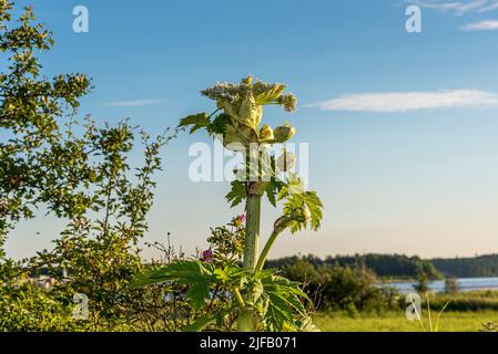 Giant hogweed is a poisonous plant and invasive in the dansih nature, Denmark, June 29, 2022 Stock Photo