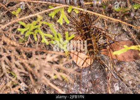 Giant centiped (Scutigera sp.) from Tanjung Puting National Park, Kalimantan, Borneo. Stock Photo