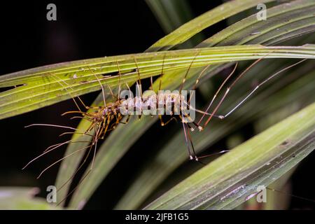 Giant centiped (Scutigera sp.) from Tanjung Puting National Park, Kalimantan, Borneo. Stock Photo