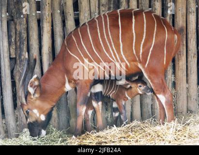 29 June 2022, North Rhine-Westphalia, Duisburg: The first baby bongo antelope, just a few weeks old, stands under its mother Uzuri in her enclosure. East African bongos now live only in a small distribution area in Kenya. Experts estimate the population in the wild at around 70 to 80 animals. Photo: Roland Weihrauch/dpa Stock Photo