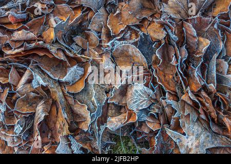 Pile of dead frosty leaves lying on the forest floor in Winter Stock Photo