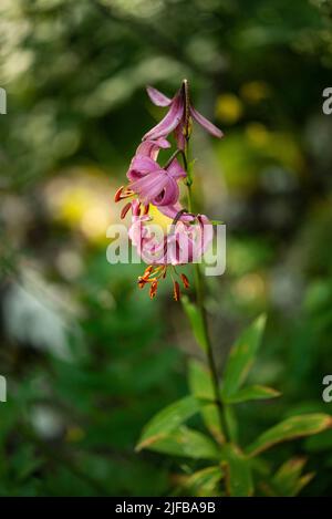 France, Hautes Pyrenees, Pyrenees national park, Luz Saint Sauveur valleys, Gavarnie, martagon lily (Lilium martagon) Stock Photo