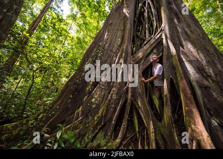 France, French Guiana, Amazonian Park, heart zone, Saül, Strangler fig tree in the Amazonian undergrowth on the Roche Bateau hiking trail Stock Photo