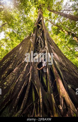 France, French Guiana, Amazonian Park, heart zone, Saül, Strangler fig tree in the Amazonian undergrowth on the Roche Bateau hiking trail Stock Photo