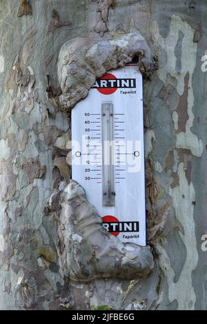 France, Alpes de Haute Provence, Reillanne, thermometer in a plane tree Stock Photo