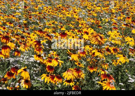 sea of unique flowers with gerbera daisy seeds or also called burning desire Stock Photo