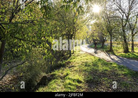 France, Var, Dracenie, Draguignan, chemin de la Clappe, vineyard circuit by bike, cyclist Stock Photo